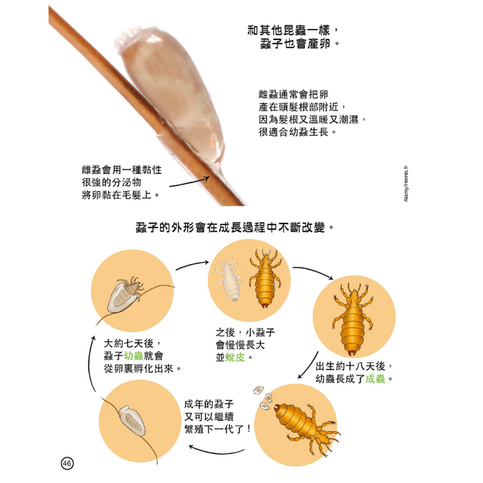 紅蘋果 Red Apple: Ages 6-10