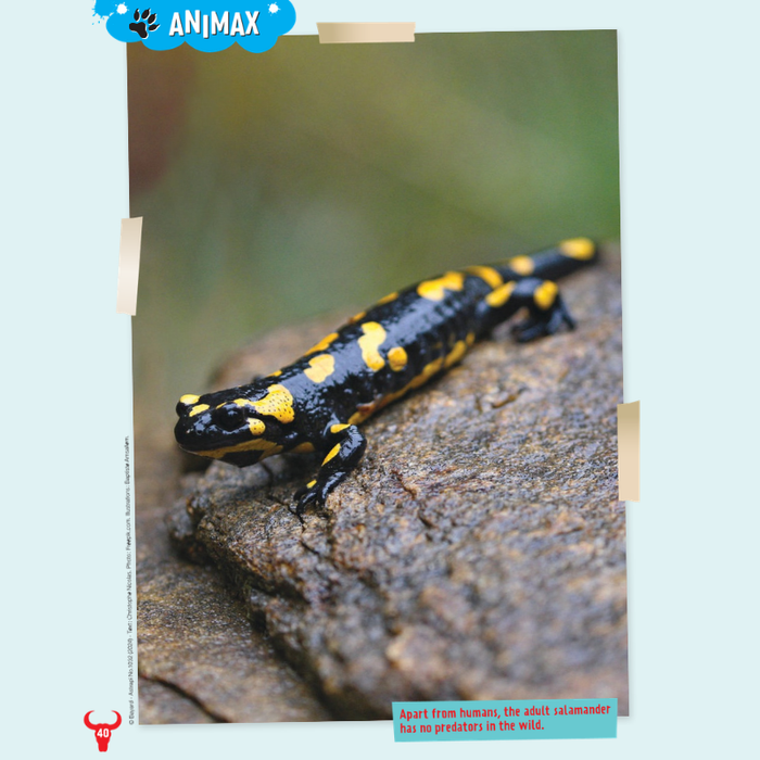 AdventureBox MAX! Ages 9 - 14