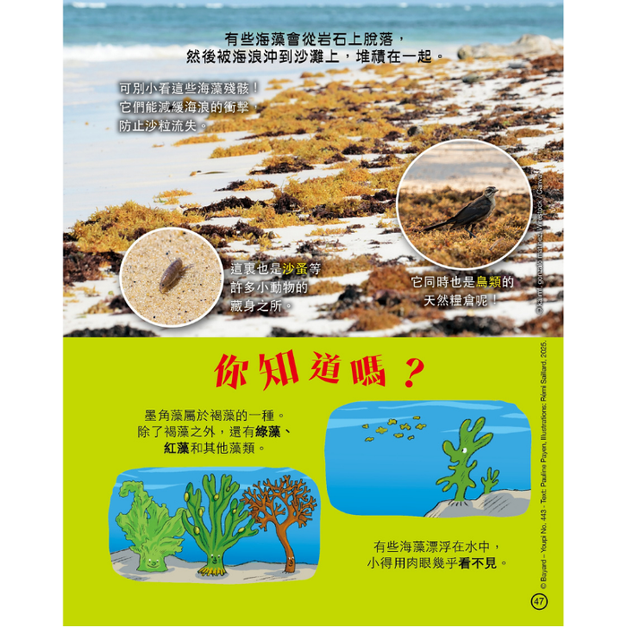 紅蘋果 Red Apple: Ages 6-10