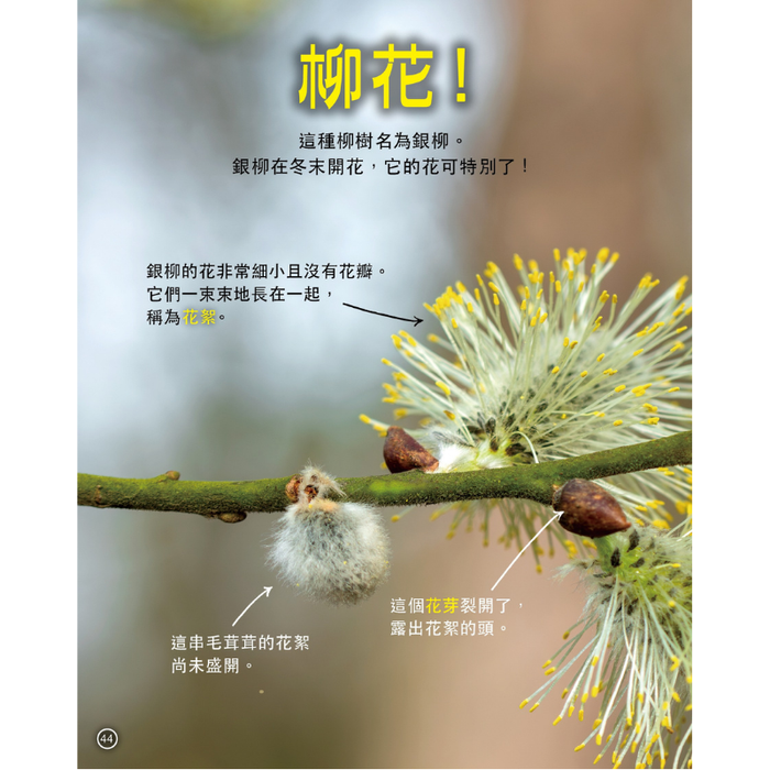 紅蘋果 Red Apple: Ages 6-10